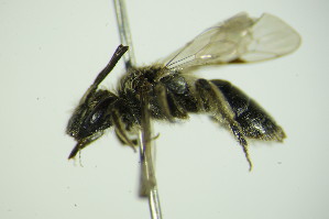  (Andrena falsifica - BC ZSM HYM 22021)  @13 [ ] CreativeCommons - Attribution Non-Commercial Share-Alike (2015) SNSB, Zoologische Staatssammlung Muenchen SNSB, Zoologische Staatssammlung Muenchen