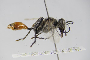  (Prionyx pollens - BC ZSM HYM 22235)  @12 [ ] CreativeCommons - Attribution Non-Commercial Share-Alike (2015) SNSB, Zoologische Staatssammlung Muenchen SNSB, Zoologische Staatssammlung Muenchen