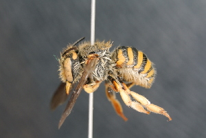  (Anthidium sp - BC ZSM HYM 23638)  @15 [ ] CreativeCommons - Attribution Non-Commercial Share-Alike (2015) SNSB, Zoologische Staatssammlung Muenchen SNSB, Zoologische Staatssammlung Muenchen