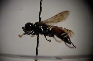  ( - BC ZSM HYM 23751)  @12 [ ] CreativeCommons - Attribution Non-Commercial Share-Alike (2015) SNSB, Zoologische Staatssammlung Muenchen SNSB, Zoologische Staatssammlung Muenchen