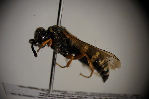  ( - BC ZSM HYM 23752)  @12 [ ] CreativeCommons - Attribution Non-Commercial Share-Alike (2015) SNSB, Zoologische Staatssammlung Muenchen SNSB, Zoologische Staatssammlung Muenchen