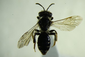  (Andrena curvana - BC ZSM HYM 20519)  @13 [ ] CreativeCommons - Attribution Non-Commercial Share-Alike (2015) SNSB, Zoologische Staatssammlung Muenchen SNSB, Zoologische Staatssammlung Muenchen