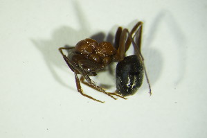  ( - GBOL06305)  @12 [ ] CreativeCommons - Attribution Non-Commercial Share-Alike (2015) SNSB, Zoologische Staatssammlung Muenchen SNSB, Zoologische Staatssammlung Muenchen