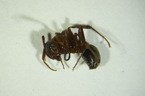  ( - GBOL06306)  @12 [ ] CreativeCommons - Attribution Non-Commercial Share-Alike (2015) SNSB, Zoologische Staatssammlung Muenchen SNSB, Zoologische Staatssammlung Muenchen