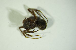  ( - GBOL06307)  @12 [ ] CreativeCommons - Attribution Non-Commercial Share-Alike (2015) SNSB, Zoologische Staatssammlung Muenchen SNSB, Zoologische Staatssammlung Muenchen