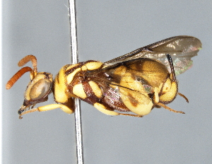  (Leucospis dhofarensis - ZSM-HYM-29808-G04)  @11 [ ] by-nc-sa (2022) Schmid-Egger ZSM (SNSB, Zoologische Staatssammlung Muenchen)