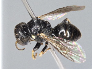  ( - ZSM-HYM-29810-D01)  @11 [ ] by-nc-sa (2021) SNSB, Staatliche Naturwissenschaftliche Sammlungen Bayerns ZSM (SNSB, Zoologische Staatssammlung Muenchen)