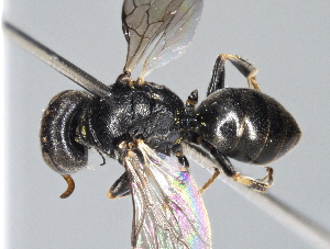  ( - ZSM-HYM-29810-D02)  @11 [ ] by-nc-sa (2021) SNSB, Staatliche Naturwissenschaftliche Sammlungen Bayerns ZSM (SNSB, Zoologische Staatssammlung Muenchen)