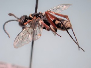  (Ceropales albicincta - ZSM-HYM-29811-A07)  @11 [ ] by-nc-sa (2023) SNSB, Staatliche Naturwissenschaftliche Sammlungen Bayerns ZSM (SNSB, Zoologische Staatssammlung Muenchen)