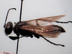  ( - ZSM-HYM-29811-B04)  @11 [ ] by-nc-sa (2023) SNSB, Staatliche Naturwissenschaftliche Sammlungen Bayerns ZSM (SNSB, Zoologische Staatssammlung Muenchen)