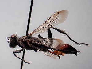  ( - ZSM-HYM-29811-B07)  @11 [ ] by-nc-sa (2023) SNSB, Staatliche Naturwissenschaftliche Sammlungen Bayerns ZSM (SNSB, Zoologische Staatssammlung Muenchen)