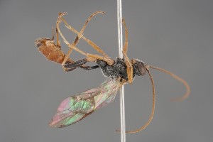  ( - ZSM-HYM-29811-E03)  @11 [ ] by-nc-sa (2023) SNSB, Staatliche Naturwissenschaftliche Sammlungen Bayerns ZSM (SNSB, Zoologische Staatssammlung Muenchen)