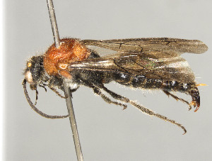  (Physetopoda ephippium - ZSM-HYM-30189-C05)  @11 [ ] by-nc-sa (2021) SNSB, Staatliche Naturwissenschaftliche Sammlungen Bayerns ZSM (SNSB, Zoologische Staatssammlung Muenchen)