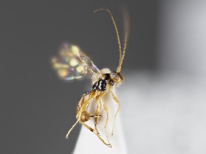  ( - ZSM-HYM-33397-D02)  @11 [ ] by-nc-sa (2021) SNSB, Staatliche Naturwissenschaftliche Sammlungen Bayerns ZSM (SNSB, Zoologische Staatssammlung Muenchen)