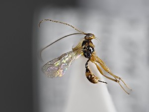  ( - ZSM-HYM-33397-D03)  @11 [ ] by-nc-sa (2021) SNSB, Staatliche Naturwissenschaftliche Sammlungen Bayerns ZSM (SNSB, Zoologische Staatssammlung Muenchen)