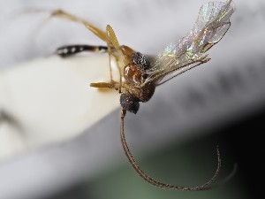  ( - ZSM-HYM-33397-E01)  @11 [ ] by-nc-sa (2021) SNSB, Staatliche Naturwissenschaftliche Sammlungen Bayerns ZSM (SNSB, Zoologische Staatssammlung Muenchen)
