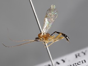  ( - ZSM-HYM-33397-E04)  @11 [ ] by-nc-sa (2021) SNSB, Staatliche Naturwissenschaftliche Sammlungen Bayerns ZSM (SNSB, Zoologische Staatssammlung Muenchen)