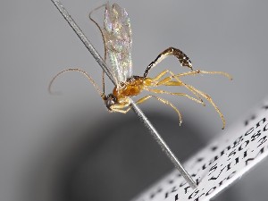  ( - ZSM-HYM-33397-E08)  @11 [ ] by-nc-sa (2021) SNSB, Staatliche Naturwissenschaftliche Sammlungen Bayerns ZSM (SNSB, Zoologische Staatssammlung Muenchen)