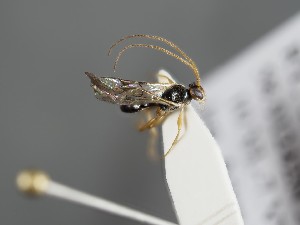  ( - ZSM-HYM-33397-G06)  @12 [ ] by-nc-sa (2021) SNSB, Staatliche Naturwissenschaftliche Sammlungen Bayerns ZSM (SNSB, Zoologische Staatssammlung Muenchen)