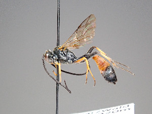  ( - ZSM-HYM-33401-E08)  @11 [ ] by-nc-sa (2021) SNSB, Staatliche Naturwissenschaftliche Sammlungen Bayerns ZSM (SNSB, Zoologische Staatssammlung Muenchen)
