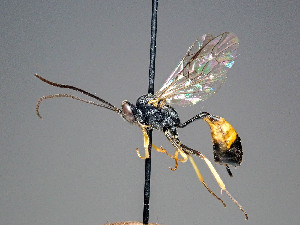  ( - ZSM-HYM-33401-G02)  @11 [ ] by-nc-sa (2021) SNSB, Staatliche Naturwissenschaftliche Sammlungen Bayerns ZSM (SNSB, Zoologische Staatssammlung Muenchen)
