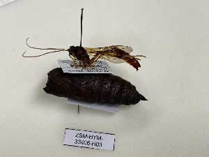  ( - ZSM-HYM-33406-H03)  @11 [ ] by-nc-sa (2023) SNSB, Staatliche Naturwissenschaftliche Sammlungen Bayerns ZSM (SNSB, Zoologische Staatssammlung Muenchen)