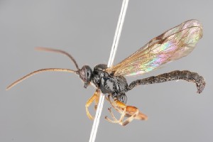  ( - ZSM-HYM-33412-B01)  @11 [ ] by-nc-sa (2023) SNSB, Staatliche Naturwissenschaftliche Sammlungen Bayerns ZSM (SNSB, Zoologische Staatssammlung Muenchen)