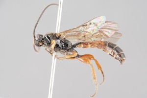  ( - ZSM-HYM-33412-C06)  @11 [ ] by-nc-sa (2023) SNSB, Staatliche Naturwissenschaftliche Sammlungen Bayerns ZSM (SNSB, Zoologische Staatssammlung Muenchen)