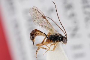  ( - ZSM-HYM-33412-F03)  @11 [ ] by-nc-sa (2023) SNSB, Staatliche Naturwissenschaftliche Sammlungen Bayerns ZSM (SNSB, Zoologische Staatssammlung Muenchen)