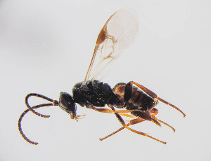  ( - ZSM-HYM-33420-G10)  @11 [ ] by-nc-sa (2021) SNSB, Staatliche Naturwissenschaftliche Sammlungen Bayerns ZSM (SNSB, Zoologische Staatssammlung Muenchen)