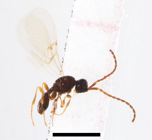  ( - ZSM-HYM-33421-A06)  @11 [ ] by-nc-sa (2021) SNSB, Staatliche Naturwissenschaftliche Sammlungen Bayerns ZSM (SNSB, Zoologische Staatssammlung Muenchen)