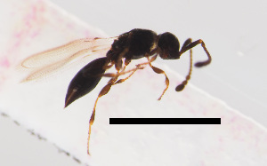  ( - ZSM-HYM-33421-A11)  @11 [ ] by-nc-sa (2021) SNSB, Staatliche Naturwissenschaftliche Sammlungen Bayerns ZSM (SNSB, Zoologische Staatssammlung Muenchen)