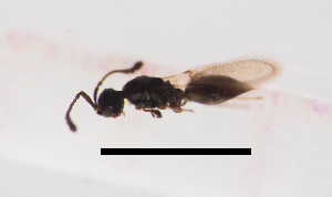  ( - ZSM-HYM-33421-B01)  @11 [ ] by-nc-sa (2021) SNSB, Staatliche Naturwissenschaftliche Sammlungen Bayerns ZSM (SNSB, Zoologische Staatssammlung Muenchen)