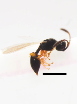  ( - ZSM-HYM-33421-C03)  @11 [ ] by-nc-sa (2021) SNSB, Staatliche Naturwissenschaftliche Sammlungen Bayerns ZSM (SNSB, Zoologische Staatssammlung Muenchen)