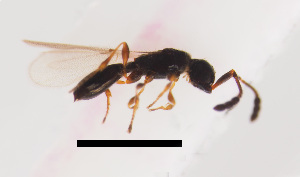  ( - ZSM-HYM-33421-C04)  @11 [ ] by-nc-sa (2021) SNSB, Staatliche Naturwissenschaftliche Sammlungen Bayerns ZSM (SNSB, Zoologische Staatssammlung Muenchen)