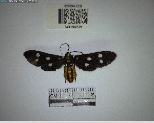  ( - YB-BCI193239)  @11 [ ] No Rights Reserved  Unspecified Unspecified