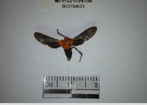  (ArctiiniGEN - YB-BCI194623)  @11 [ ] No Rights Reserved  Unspecified Unspecified