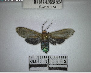  ( - YB-BCI183374)  @11 [ ] No Rights Reserved  Unspecified Unspecified