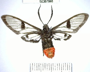  (Aethria haemorrhoidalis - YB-BCI81808)  @11 [ ] No Rights Reserved  Unspecified Unspecified