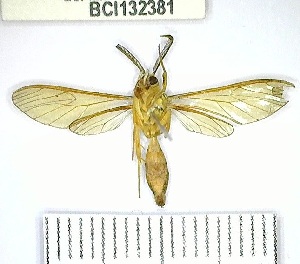  (Pleurosoma sp. 1YB - YB-BCI132381)  @11 [ ] No Rights Reserved  Unspecified Unspecified