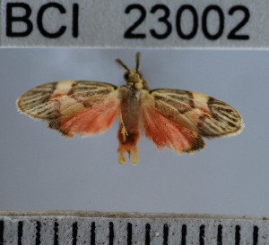  ( - YB-BCI23002)  @12 [ ] No Rights Reserved  Unspecified Unspecified