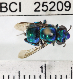  (Euglossa sapphirina - YB-BCI25209)  @14 [ ] No Rights Reserved (2011) Yves Basset Smithsonian Tropical Research Institute