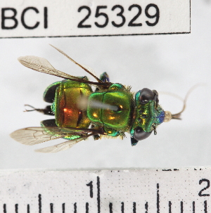  (Euglossa dissimula - YB-BCI25329)  @14 [ ] No Rights Reserved (2011) Yves Basset Smithsonian Tropical Research Institute