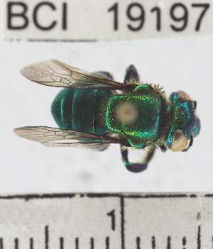  (Euglossa heterosticta - YB-BCI19197)  @14 [ ] No Rights Reserved (2011) Yves Basset Smithsonian Tropical Research Institute
