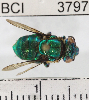  (Euglossa tridentata - YB-BCI3797)  @14 [ ] No Rights Reserved (2011) Yves Basset Smithsonian Tropical Research Institute