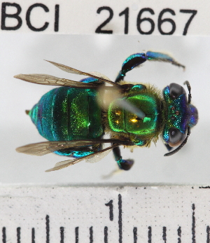  (Euglossa dressleri - YB-BCI21667)  @14 [ ] No Rights Reserved (2011) Yves Basset Smithsonian Tropical Research Institute