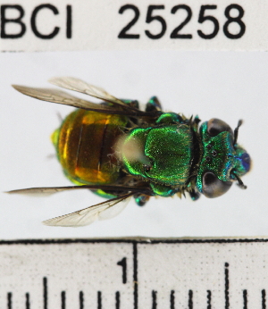  (Euglossa igniventris - YB-BCI25258)  @13 [ ] Unspecified (default): All Rights Reserved  No Unspecified