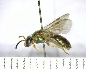  (Halictidae sp. 1YB - YB-BCI168301)  @11 [ ] No Rights Reserved  Unspecified Unspecified