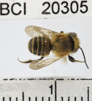  (Megachile sp. 2YB - YB-BCI20305)  @15 [ ] No Rights Reserved (2011) Yves Basset Smithsonian Tropical Research Institute