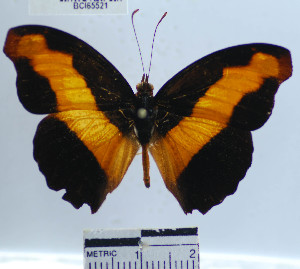  (Catonephele mexicana - YB-BCI65521)  @14 [ ] No Rights Reserved  Unspecified Unspecified